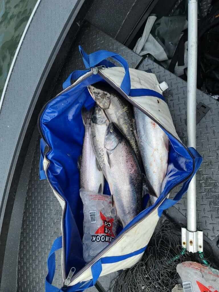 Bag full of salmon